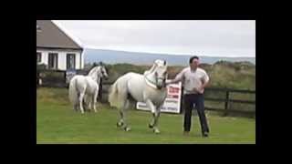 preview picture of video 'Gurteen Cathal and Kevin Bolger - Roundstone Show Champion 2013.'
