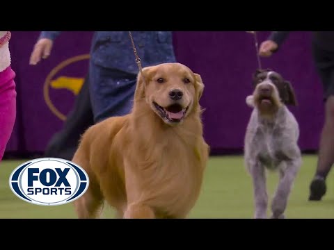 'Daniel' the golden retriever wins Sporting Group at 2020 Westminster Dog Show | FOX SPORTS