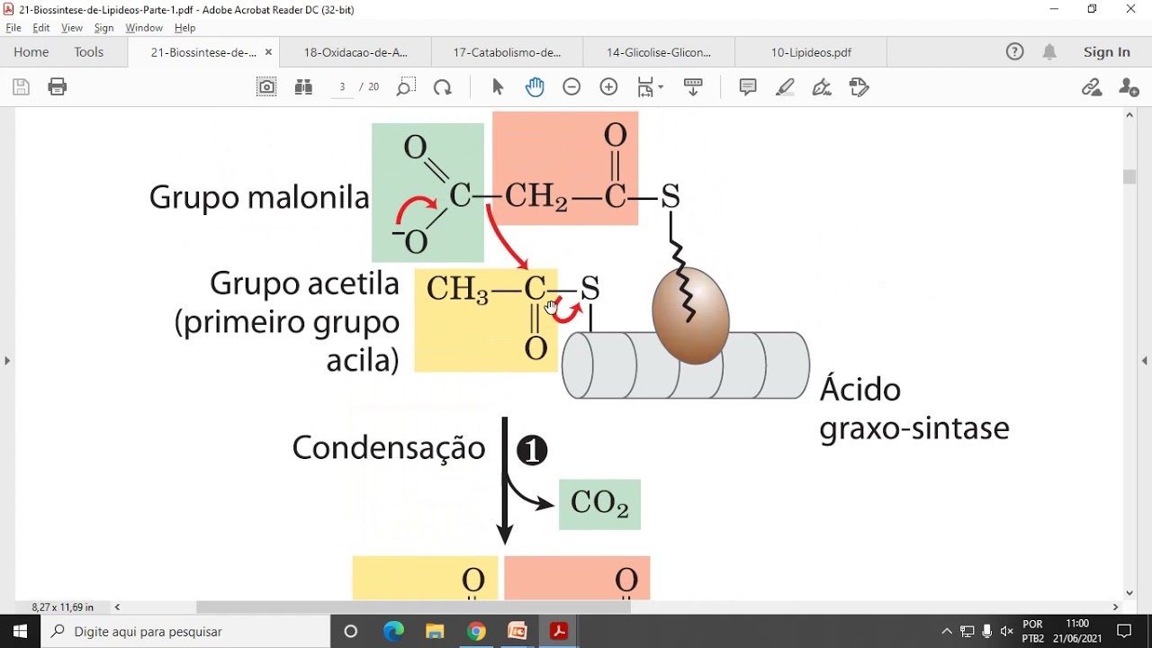 ACH5543 Aula 10 - Biossíntese de Lipídeos - Parte 1