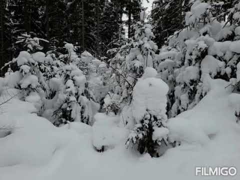 Tibi Pes - Chtěl bych (audio)