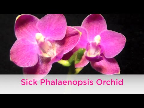 Repotting Sick Mini Phalaenopsis