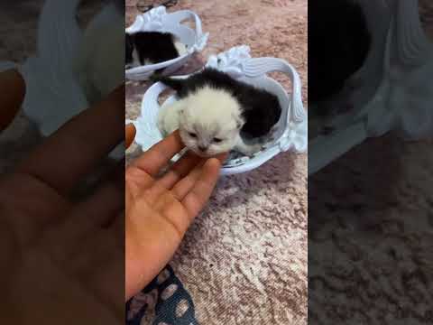 امي😂😂😂😂😂😂😂😂#حويدر #ابوسوكه #حيوانات اليفه# #ضحك #cat #قطط 😺😺