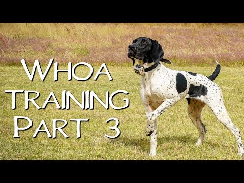 Teaching Your Dog Whoa Part 3 - Upland Bird Dog Training