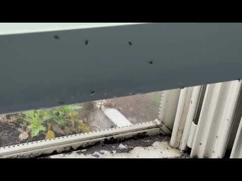 Window Flower Pot Causing Ant Infestation in Seaside Park, NJ