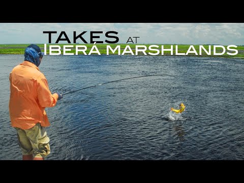 Golden Dorado takes at Pirá Lodge