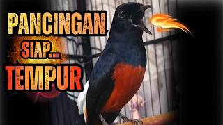 Download lagu PANCINGAN FIGHTER MURAI BATU GACOR SANGAT AMPUH UNTUK PANCINGAN MURAI APAPUN LANGSUNG NYAUT BUNYI mp3 Download lagu PANCINGAN FIGHTER MURAI BATU GACOR SANGAT AMPUH UNTUK PANCINGAN MURAI APAPUN LANGSUNG NYAUT BUNYI mp3