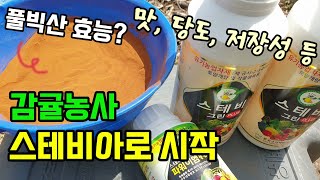 감귤농사 과일농사 맛과 당도를 올리고 저장성에 좋은 스테비아와 양분 흡수,발근을 돕고 작물생장에 좋은 풀빅산…