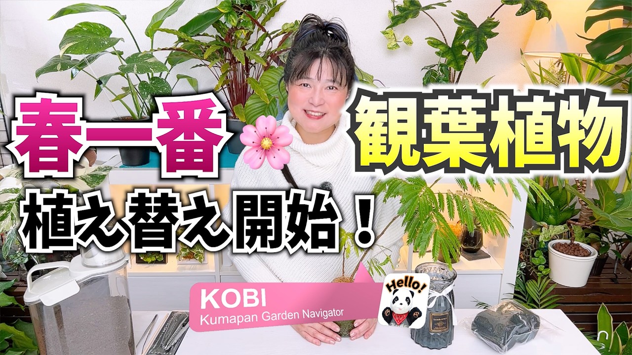 春一番🌸【観葉植物】植え替え開始！ エバーフレッシュ編