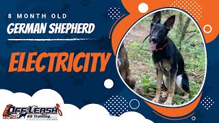 Download Lagu Electricity | 8 Month Old German Shepherd | Atlanta GSD Obedience Trainers Thumbnail