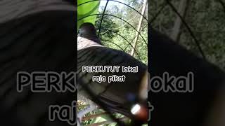 Download lagu Perkutut lokal gacor RAJA PIKAT ini ahlinya bikin semua burung perkutut gacor nyaut #perkutut mp3