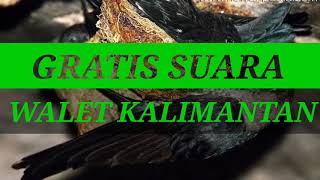 Download lagu SUARA BURUNG WALET | SP POKEMON | SUARA WALET TV mp3