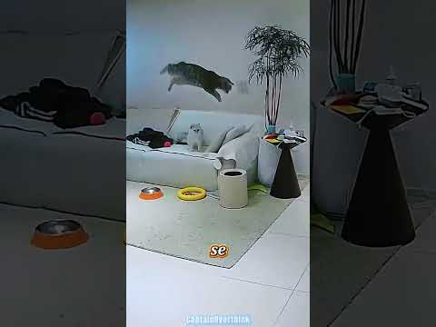 ¡Pipi tiene los ojos negros y este es el porqué! 🐱💥#shorts#viral#trending#pets#cutepets