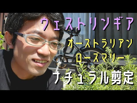 園芸 長葉のオーストラリアンローズマリー