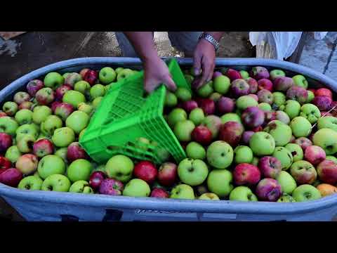download lagu mp3 mp4 American Harvester Apple Press, download lagu American Harvester Apple Press gratis, unduh video klip American Harvester Apple Press