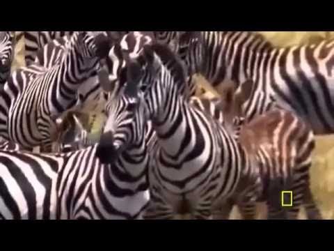 Super Killing Machine: "Lions" | Documentary 2015