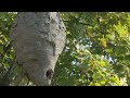 Historian Explains Origin Of Hornet S Nest Reference In Charlotte History