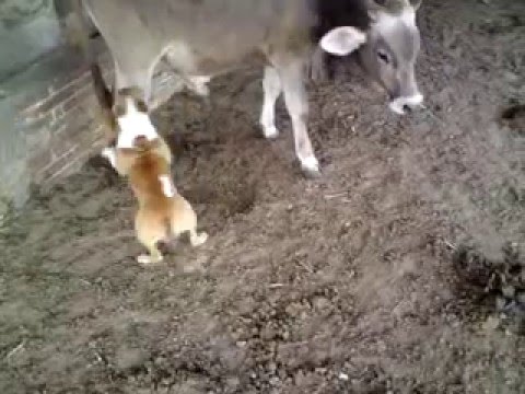 BullTerrier Ingles - Kiba vs. Toro