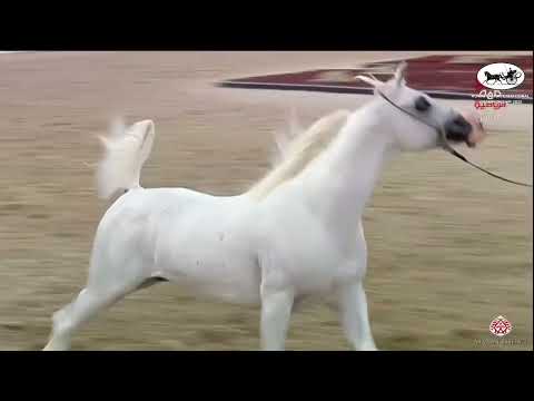 N427 KHALED AL HAMAD - Kuwait AH Int. Championship 2022 - Stallions 7+ Years Old (Class 10B)