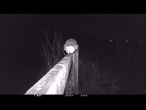 HC100: Robin and Barn Owl at Aykley Wood