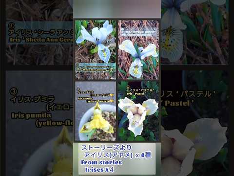 アイリス (植物属)について詳しく解説