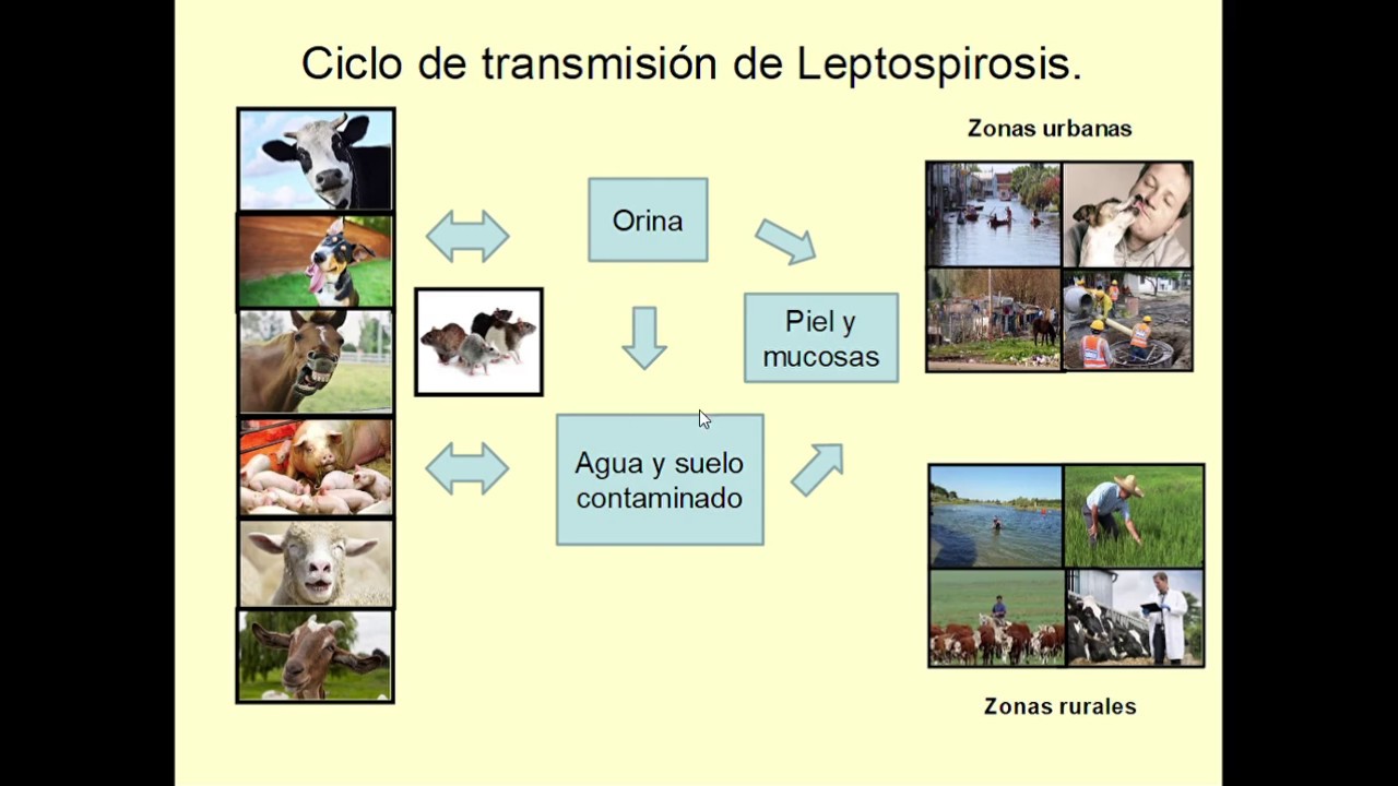 Seminario Injuria 09(B) - Espiralados