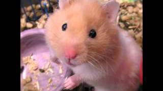 porta 3 cabrones (instrumental) (base)