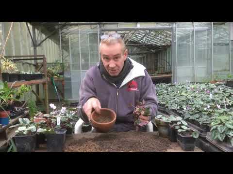 How to pot up your cyclamen from Stinky ditch nursery