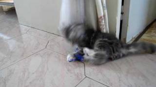 Echo et Eliott chatons maine coon