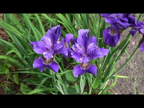 Лето на даче / Summer at Russian dacha