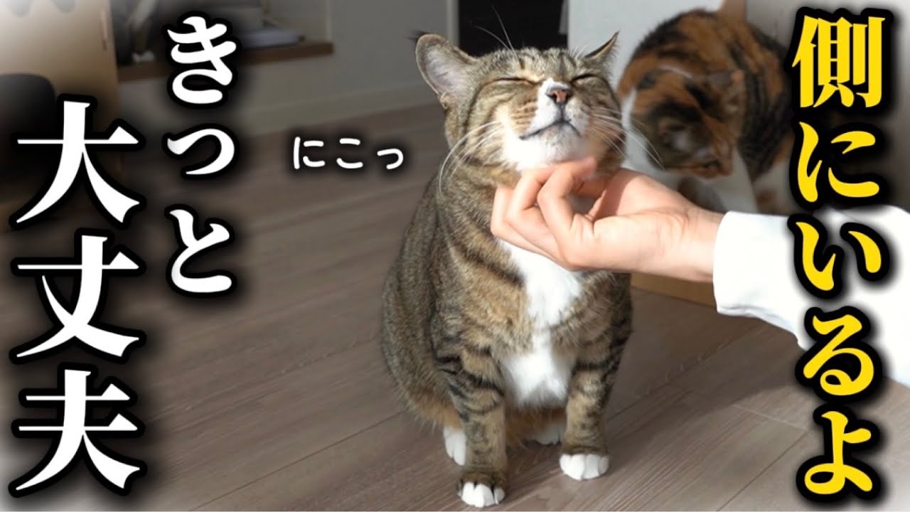 手術することになった飼い主を朝から笑顔で癒してくれる元ボス猫