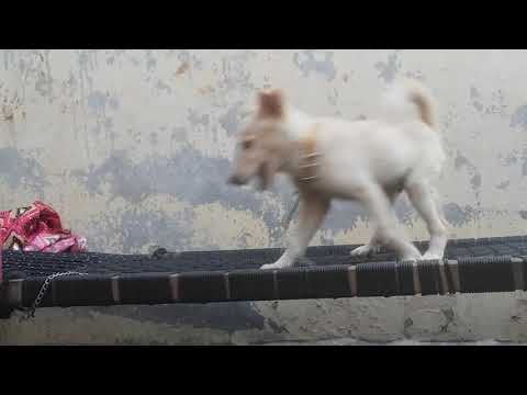 cute dog 😊😊😊😊