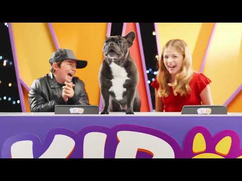 Kibo, interaktív francia bulldog, többféle kép