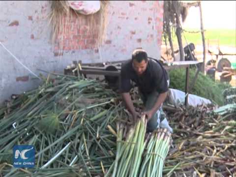 Unique papyrus-making technique in Egypt