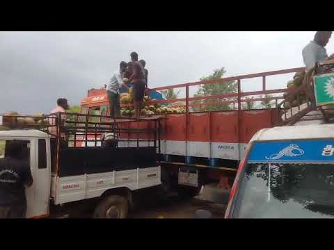 A grade whole benglore fresh green coconut, packaging size: ...