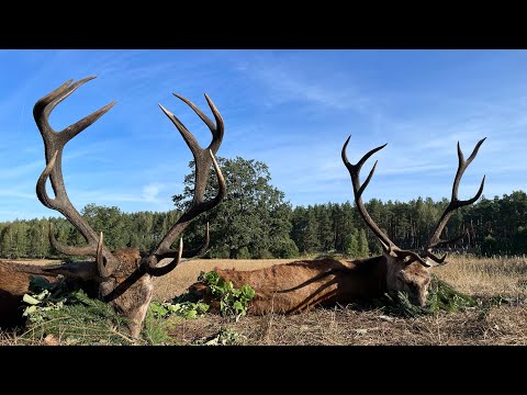 Alter kapitaler Recke auf der Strecke