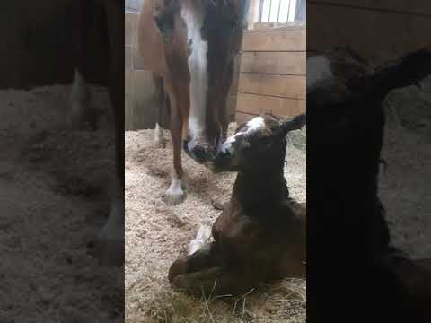 Hengstfohlen von Franco Nero aus einer Sambatänzer x Camaro Mutter