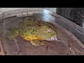 Giant Bullfrog Eats Hamster Warning Live Feeding