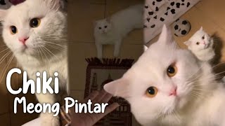 Download lagu Kumpulan Video Chiki kucing pintar Bisa ngomong?! kucing pintar dan lucu Viral tiktok mp3
