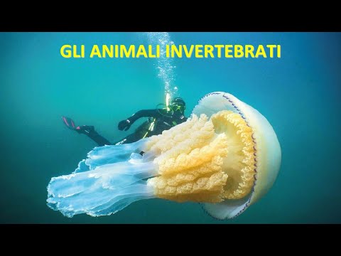 GLI ANIMALI INVERTEBRATI
