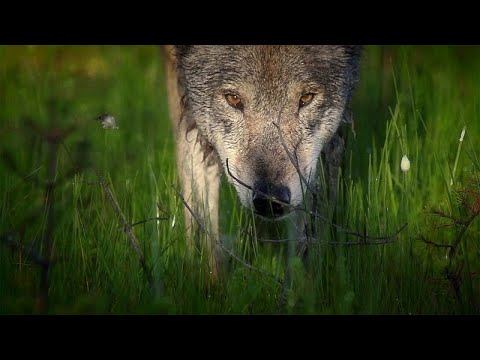 Беловежская пуща: старейший заповедник Европы