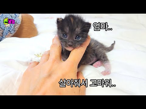 어미고양이가 낳자마자 두고 가 다 죽어가던 아기고양이가 이렇게 바뀔수가 있을까요.기적을 일으킨 새끼고양이