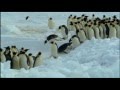 Penguin's Playtime