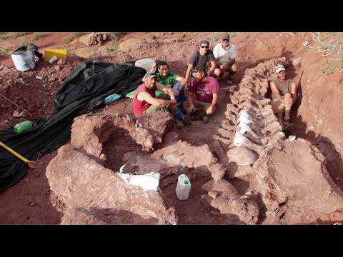 Dinosaur fossils may belong to world's largest ever land animal