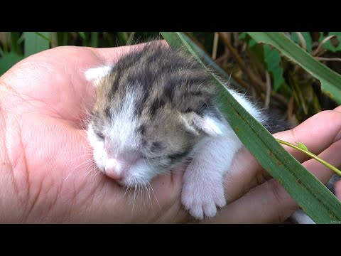 the mother cat abandoned her kitten 1 day old. rescue the kittens - protect the cats