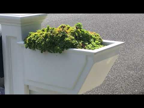 Yellow Jackets Checking the Mail in Lakewood, NJ