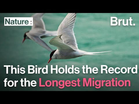 The Arctic Tern Holds the Record for the Longest Migration