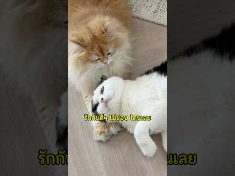 ถ้าจะแอบต้องอย่าให้หาเจอนะะะ #พี่เบิ้นน้องบี้ #คิมบับครับผม #cat #ทาสแมว