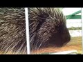 North American Porcupine noises