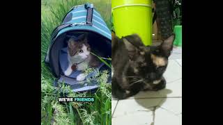 Download lagu kucing sedang mencari kekasih nya mp3