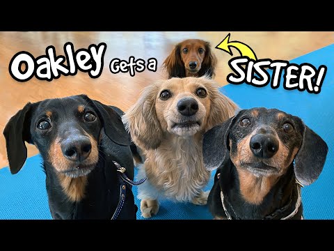 Ep 67: Oakley Gets a SISTER! — Say hi to "Delilah" the Puppy Dachshund!